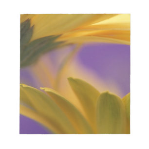 USA, Pennsylvania. Gula Gerbera Daisy, närbild Anteckningsblock