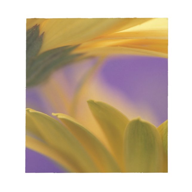 USA, Pennsylvania. Gula Gerbera Daisy, närbild Anteckningsblock (Framsida)