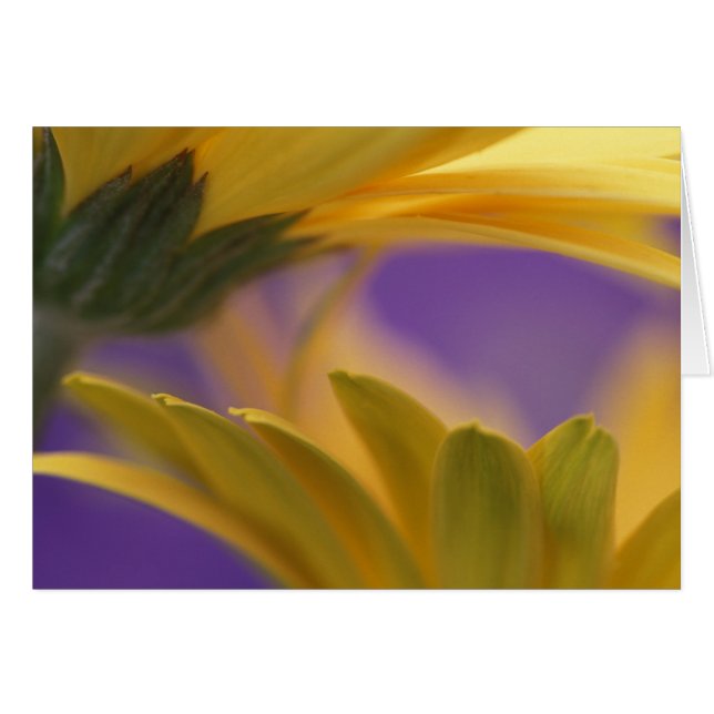 USA, Pennsylvania. Gula Gerbera Daisy, närbild Hälsningskort (Framsidan Horizontal)