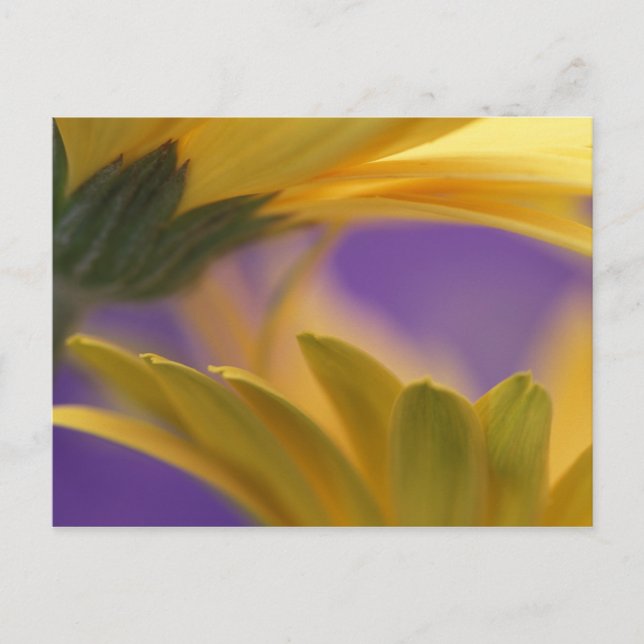 USA, Pennsylvania. Gula Gerbera Daisy, närbild Vykort (Framsida)