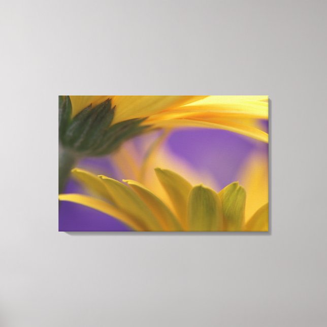 USA, Pennsylvania. Gult Gerbera Daisy, stäng Canvastryck (Framsida)