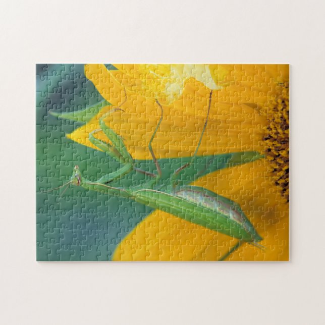 USA, Pennsylvania. Honlig bönmant Pussel (Horisontell)