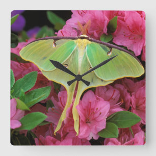 USA Pennsylvania. Luna mal på rosa clematis Fyrkantig Klocka