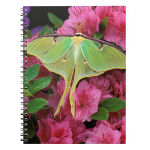 USA, Pennsylvania. Luna-måne på rosa clematis Anteckningsbok Med Spiral