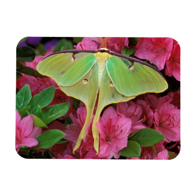 USA, Pennsylvania. Luna møth on rosa clematis Magnet (Horisontell)