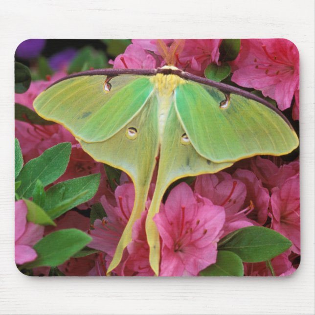 USA, Pennsylvania. Luna møth on rosa clematis Musmatta (Framsidan)