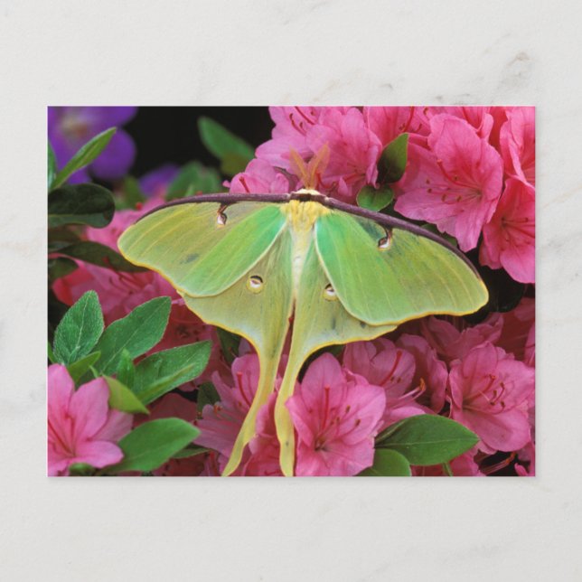 USA, Pennsylvania. Luna møth on rosa clematis Vykort (Framsida)