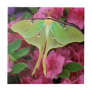 USA, Pennsylvania. Månspinnare på rosa clematis Kakelplatta