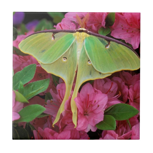 USA, Pennsylvania. Månspinnare på rosa clematis Kakelplatta (Framsidan)