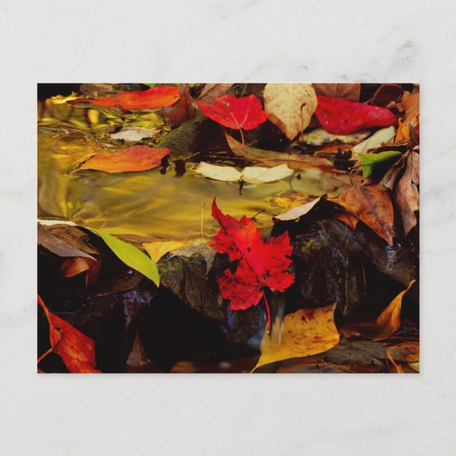 USA, Pennsylvania, Pocono Mountain 1 Vykort (Framsida)