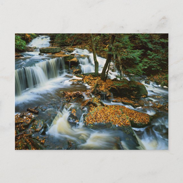 USA, Pennsylvania, Ricketts Glen State Park Vykort (Framsida)