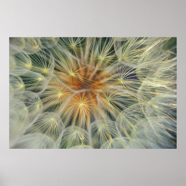 USA, Pennsylvania. Stängning av Dandelion seedhead Poster (Framsidan)