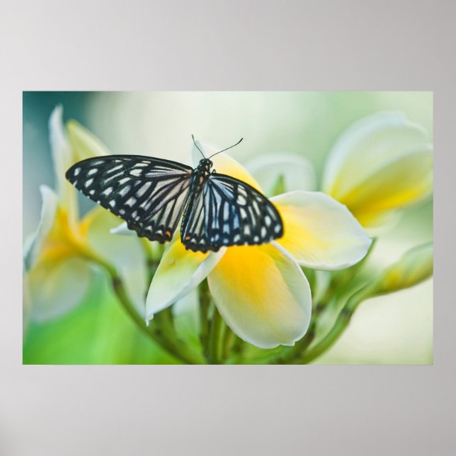 USA, Pennsylvania. Svettfjäril Poster (Framsidan)