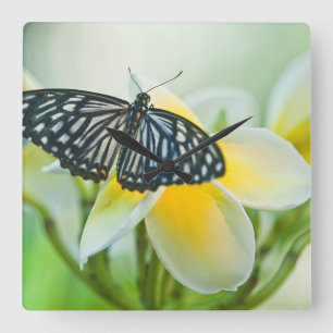USA Pennsylvania. Swallowtail fjäril Fyrkantig Klocka