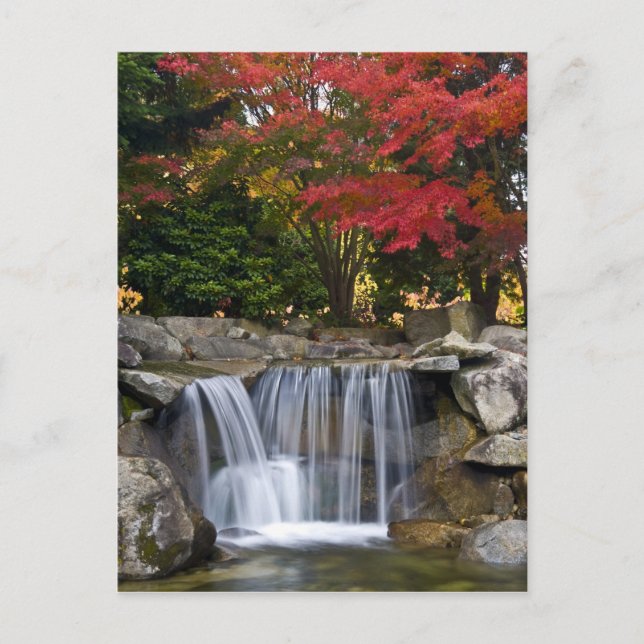USA, Redmond, Washington. Fall färg i en park. Vykort (Framsida)