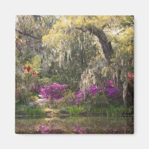 USA, South Carolina, Charleston. Cypress-träd 2 Magnet