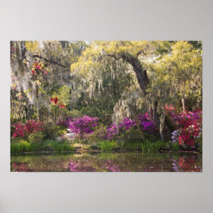 USA, South Carolina, Charleston. Cypress Träd 2 Poster