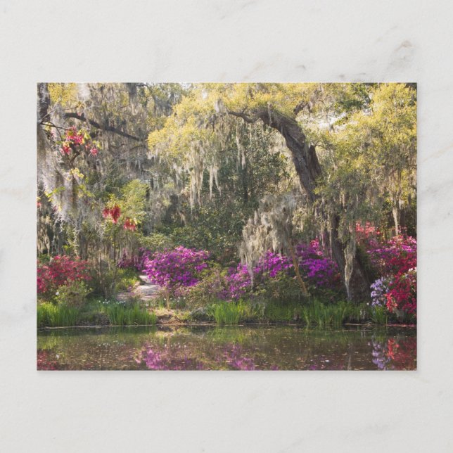 USA, South Carolina, Charleston. Cypress Träd 2 Vykort (Framsida)