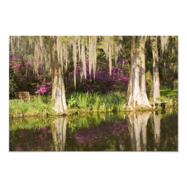 USA, South Carolina, Charleston. Cypress Träd Fototryck (Framsidan)