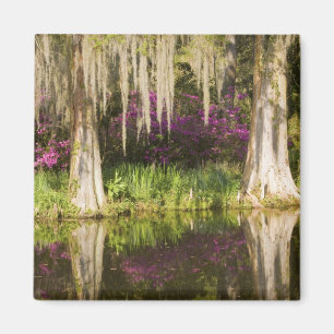 USA, South Carolina, Charleston. Cypress-träd Magnet