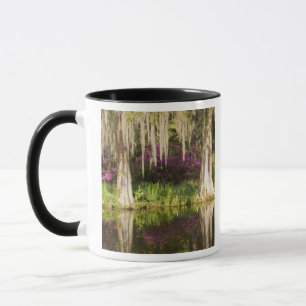 USA, South Carolina, Charleston. Cypress-träd Mugg