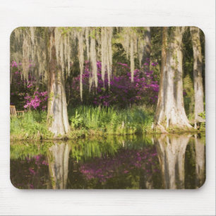 USA, South Carolina, Charleston. Cypress-träd Musmatta
