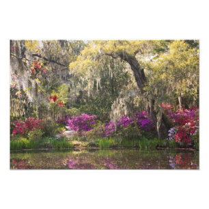 USA, South Carolina, Charleston. Cypressträd 2 Fototryck
