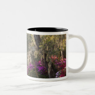USA, South Carolina, Charleston. Cypressträd 2 Två-Tonad Mugg