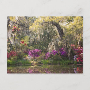 USA, South Carolina, Charleston. Cypressträd 2 Vykort