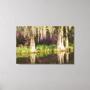 USA, South Carolina, Charleston. Cypressträd Canvastryck