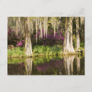 USA, South Carolina, Charleston. Cypressträd Vykort