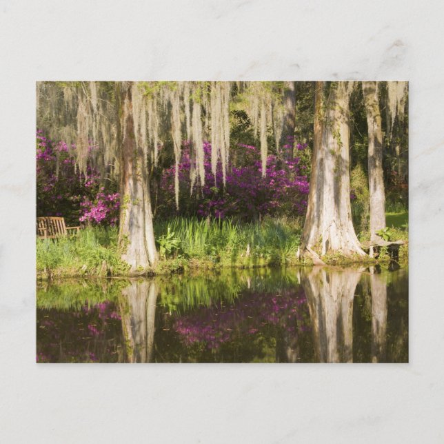 USA, South Carolina, Charleston. Cypressträd Vykort (Framsida)