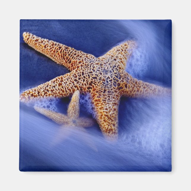 USA, South Carolina, Hilton Head Island. Två Magnet (Framsidan)