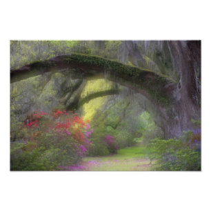 USA, South Carolina, Magnolia Gardens. Fototryck