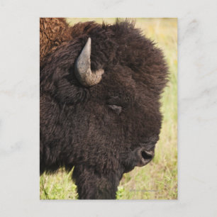 USA, South Dakota, American bison (Bison bison) 2 Vykort