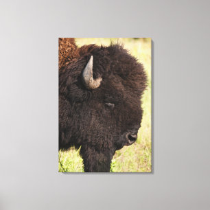 USA South Dakota, amerikanbison (Bisonbisonen) Canvastryck