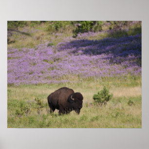 USA South Dakota, amerikanbison (Bisonbisonen) Poster