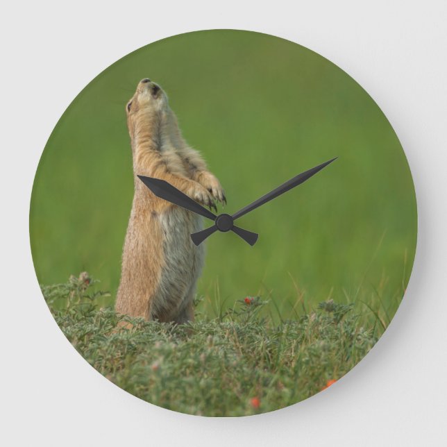 USA South Dakota, Custer delstatspark Stor Klocka (Framsida)