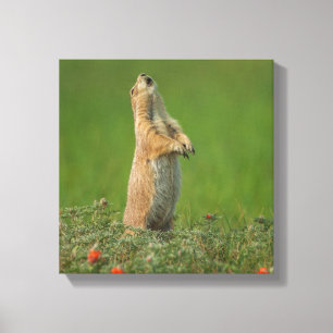 USA, South Dakota, Custer State Park Canvastryck