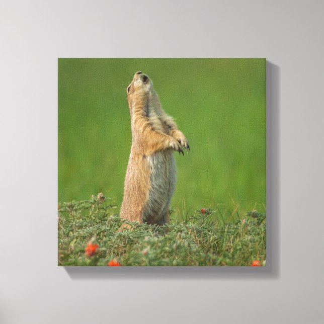 USA, South Dakota, Custer State Park Canvastryck (Framsida)