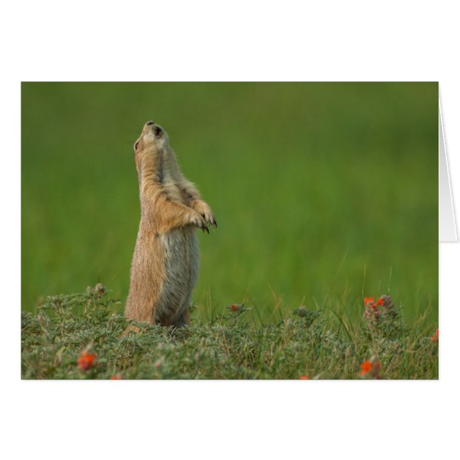 USA, South Dakota, Custer State Park Hälsningskort (Framsidan Horizontal)