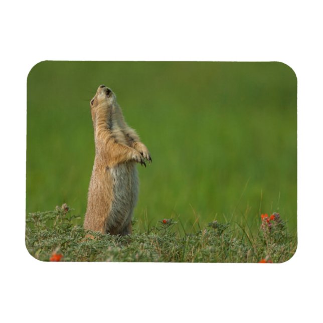 USA, South Dakota, Custer State Park Magnet (Horisontell)