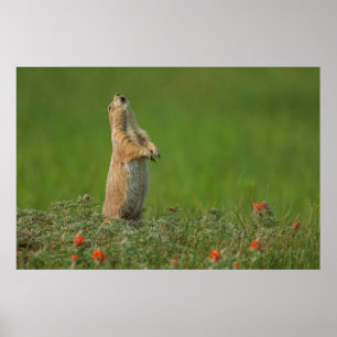 USA, South Dakota, Custer State Park Poster