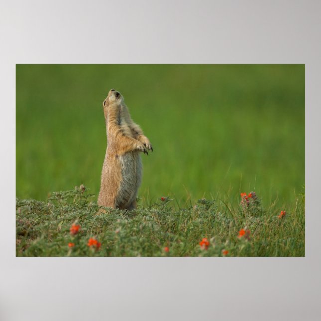 USA, South Dakota, Custer State Park Poster (Framsidan)