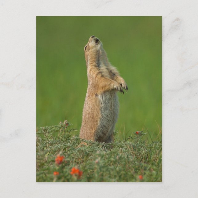 USA, South Dakota, Custer State Park Vykort (Framsida)