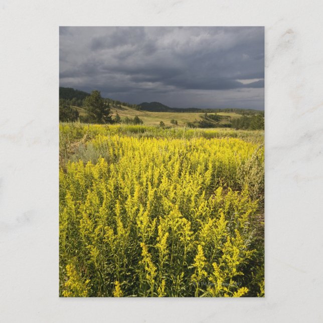 USA, South Dakota, Flowers och storm Vykort (Framsida)