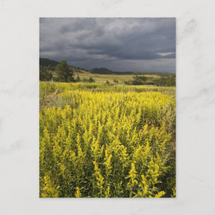 USA, South Dakota, Flowers och storm Vykort