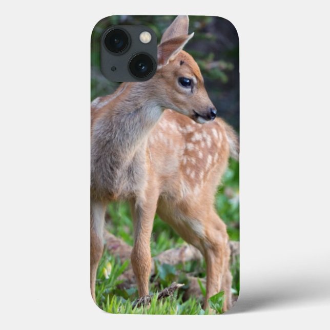 USA stat Washington. Blacktail hjort lismar (Baksida)