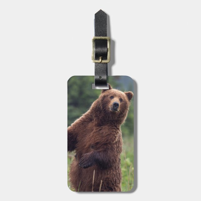 USA, sydöstra Alaska, Brown Bear och unge Bagagebricka (Vertikal Framsida)