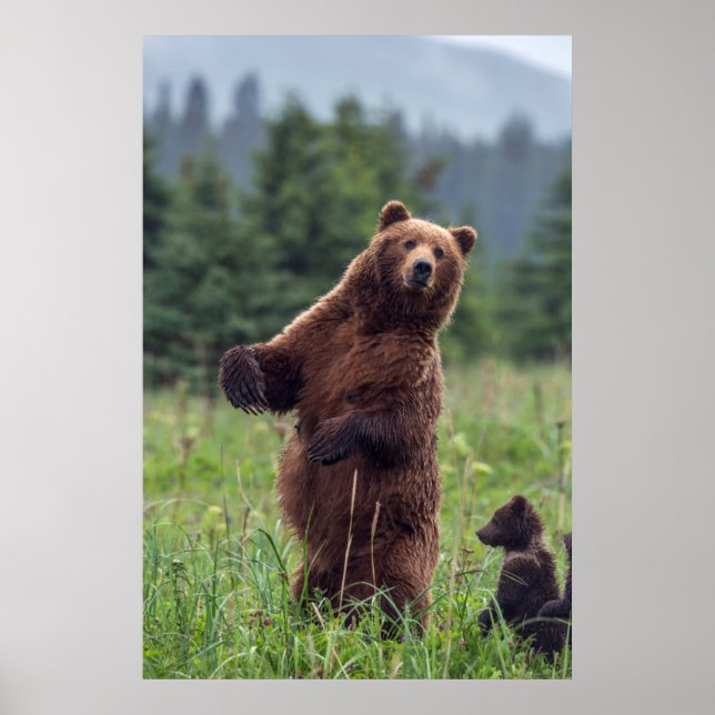USA, sydöstra Alaska, Brown Bear och unge Poster (Framsidan)